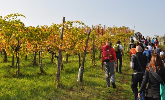 festival malvasia sala baganza580a