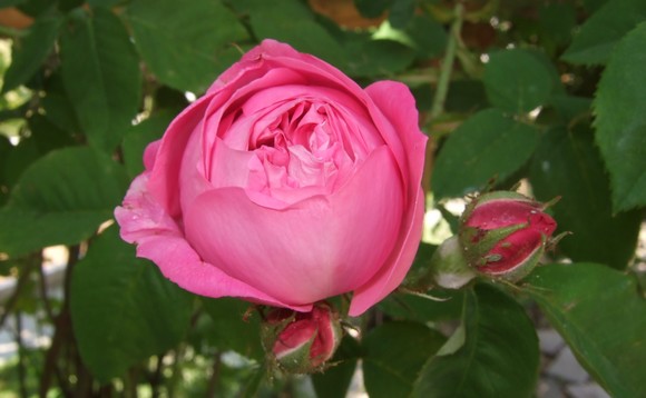 festival rose Nova Gorica580