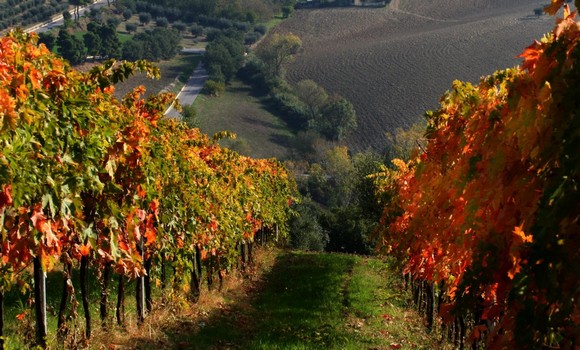 montepulciano-vino580