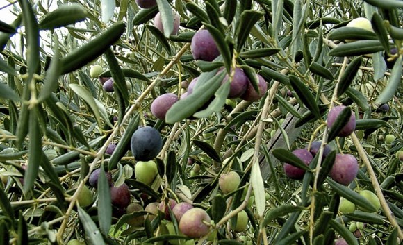 olio Brisighella dop580b
