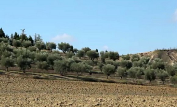 olio Brisighella dop580f