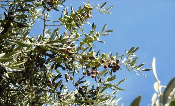 olio extravergine oliva vulture dop 580d