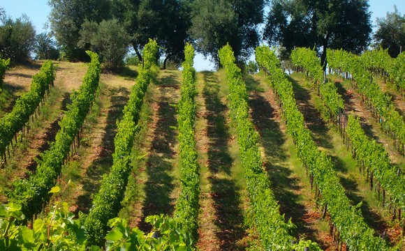 olio extravergine oliva vulture dop 580jpg
