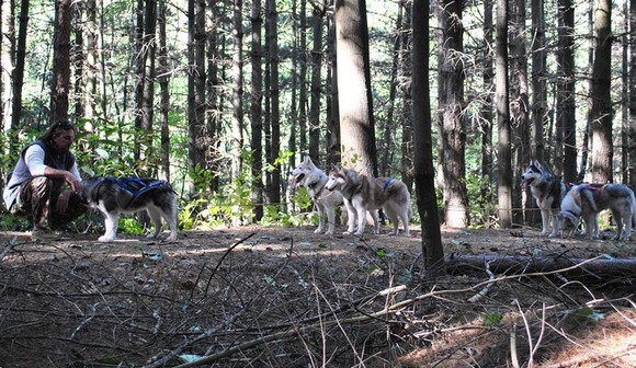 parco pineta parco a misura di cane580