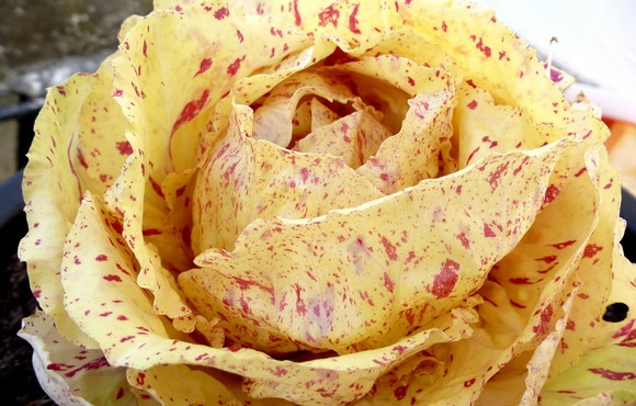 radicchio variegato castelfranco igp580