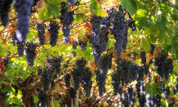 uva valpolicella580