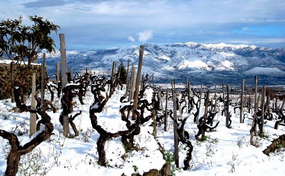 vigneto Guardiola della Tenuta Terre Nere - Randazzo Catania580