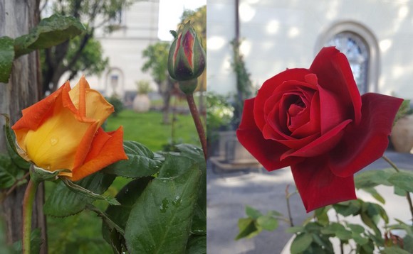 Festa della rosa580