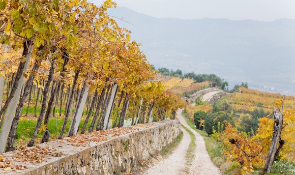 Sentieri in Valpolicella580