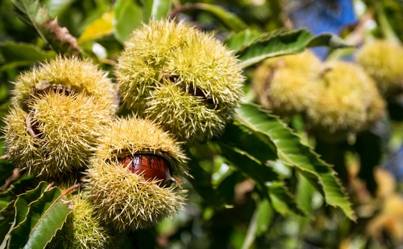 amiata autunno 2017A
