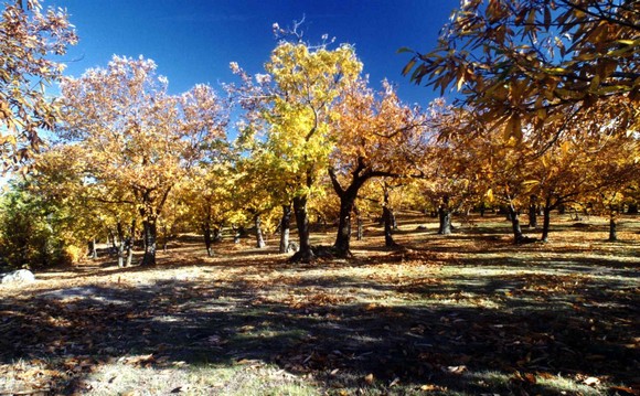 amiata autunno 2017b