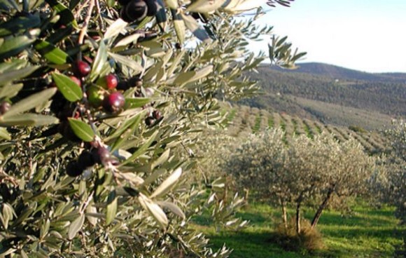 evento-frantoi-aperti-agriturismo-Perugia-olio-extravergine-Umbria580