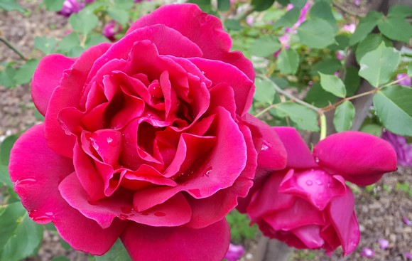 rosa bourbon festival delle rose580