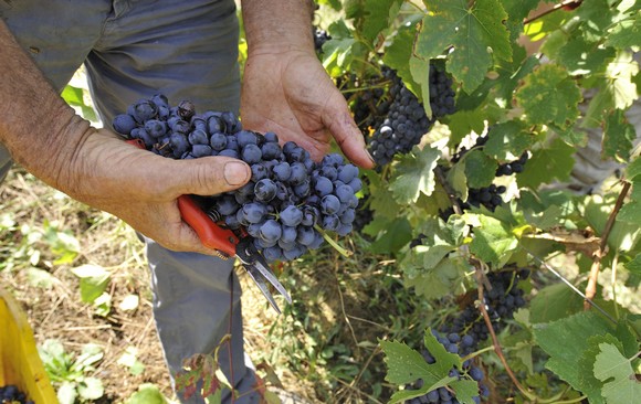 vendemmia580