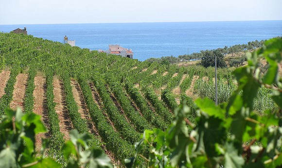 vigneti-di-ciro580