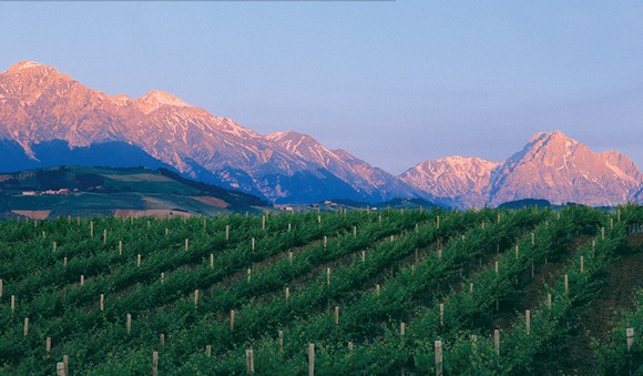 vigneti580