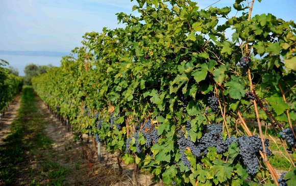 San Zeno Castagne Bardolino  Monte Veronese580