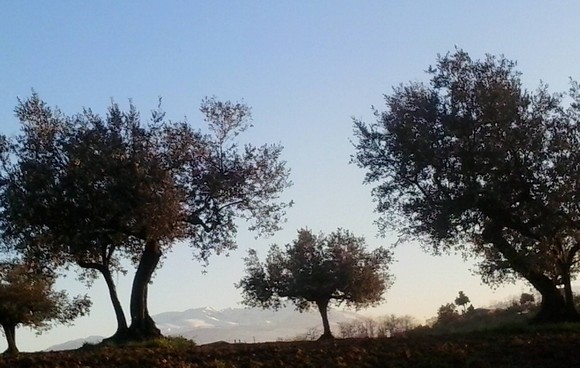 azienda sandro di giacomo580