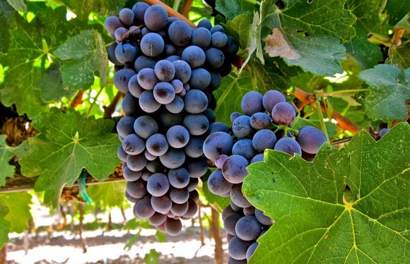 barbera grappoli580