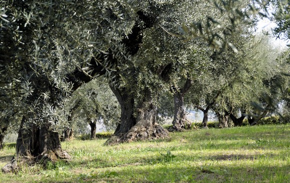 camminata tra gli ulivi580