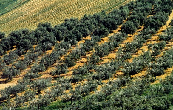 camminata tra gli ulivi580a