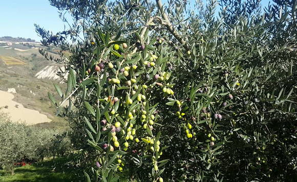 camminata tra gli ulivi580b