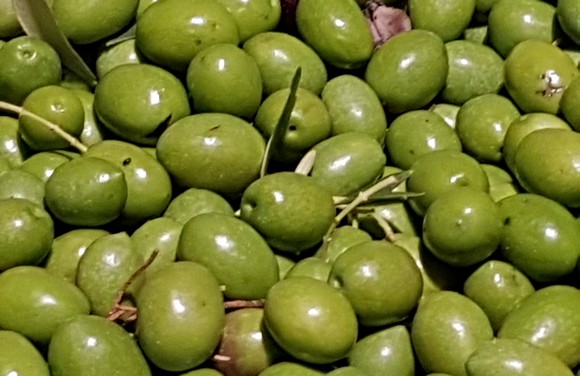 italia olivicola580A