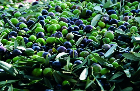 olio come farmaco580C