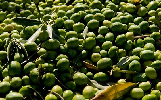 olive verdi580
