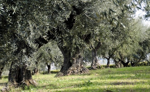 olivi persiani580
