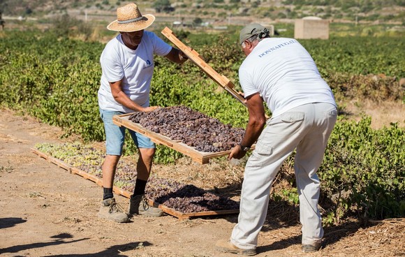 pantelleria doc festival580a