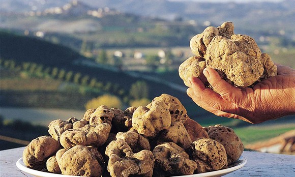 tartufo-bianco580