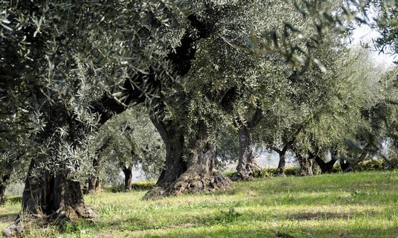 una mole di olio 580