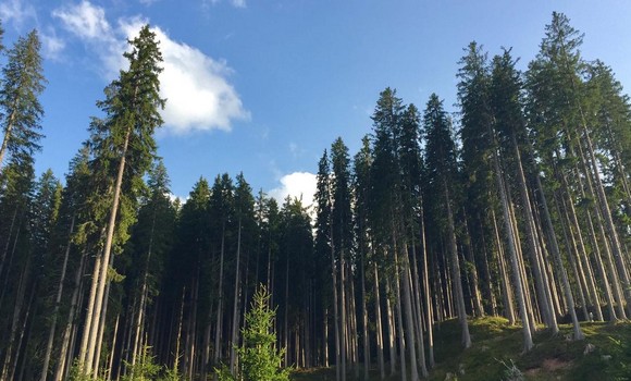 ALBERI 580