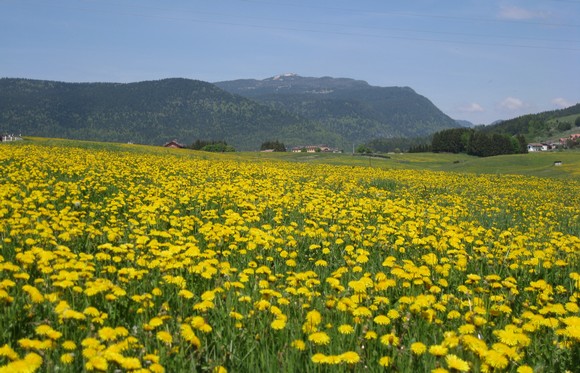 Asiago fioritura primaverile credit Consorzio Turistico Asiago 7 Comuni580