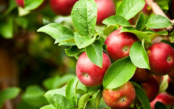 FruttAmaMi Festival dei Frutti della Natura MILANO580