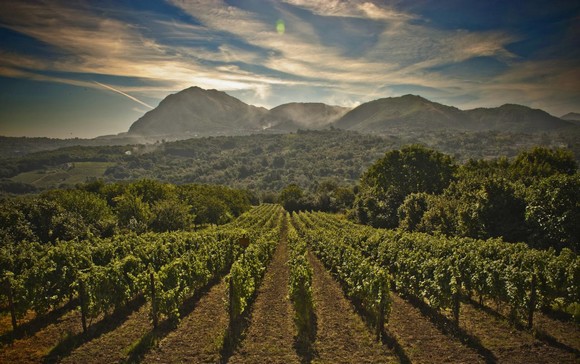 Vigneti Consorzio-Tutela-Vini-dIrpinia580