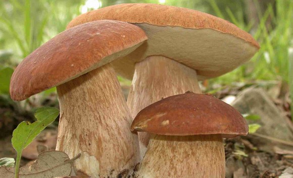 funghi-porcini 580