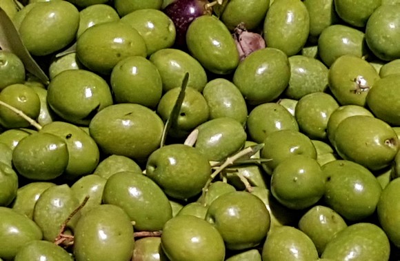 monna oliva 2019 580