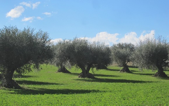 monna oliva 2019 580A
