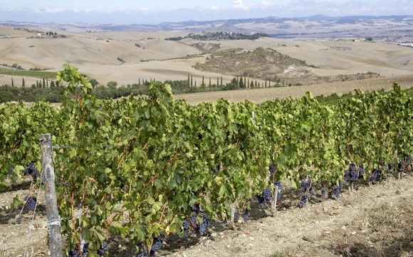 orcia wine festival580