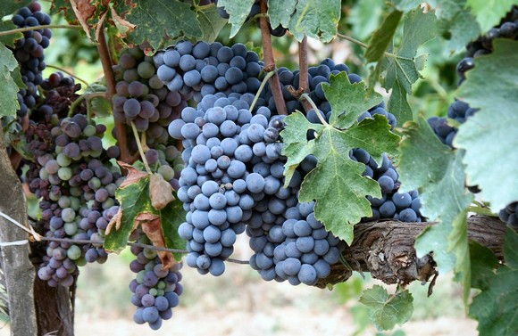 sangiovese purosangue580