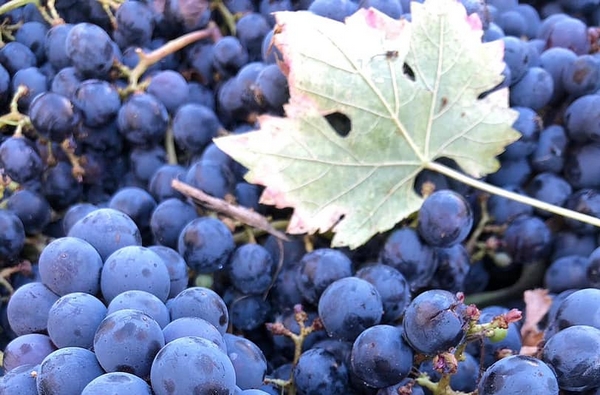 uva nera e foglia 600