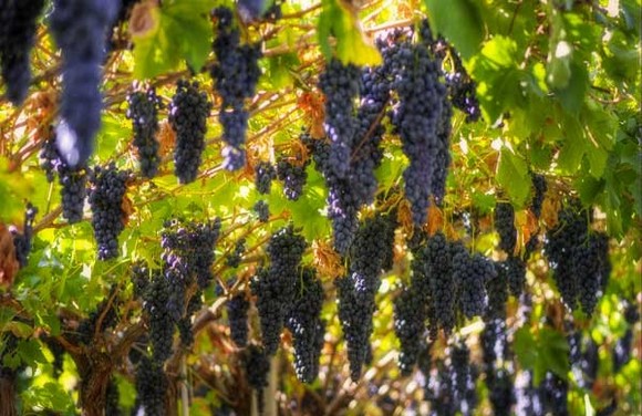 vigneto dell amarone580