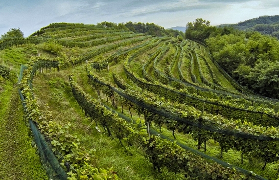 Fantinel vigna intervista 570