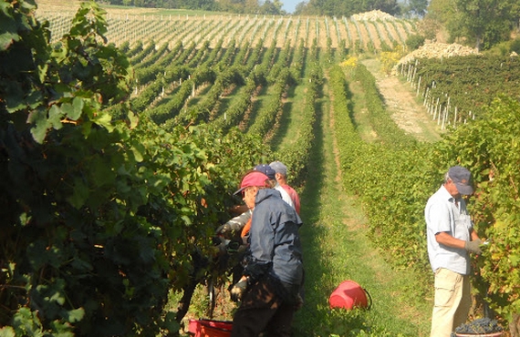 Vigneti poggiarello 580