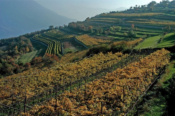 Vigneto Marzemino trentino wine fest 570