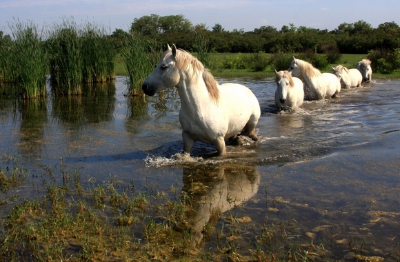 grado Cavalli Camargue ph.Candotto 580