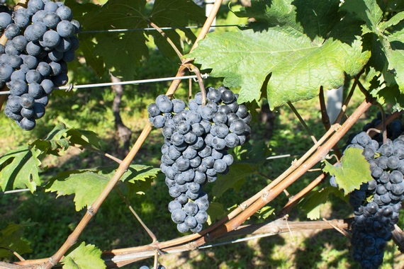 marzemino uva 570