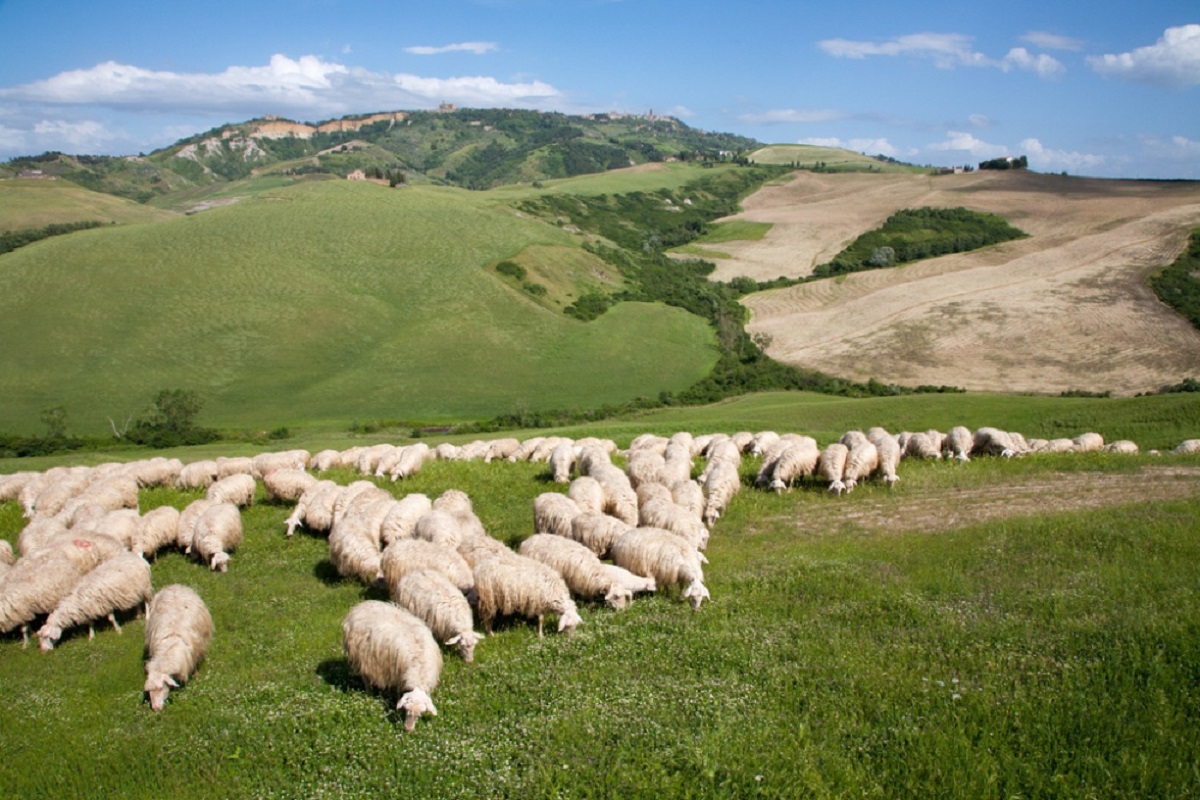 pascolo